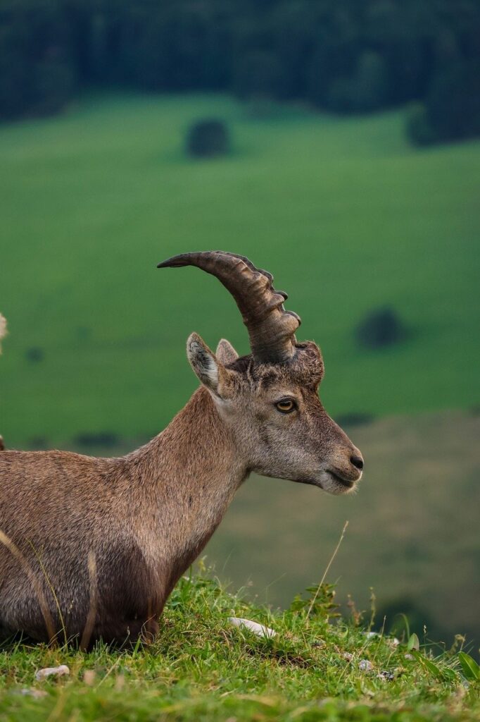 goat, nature, mountain