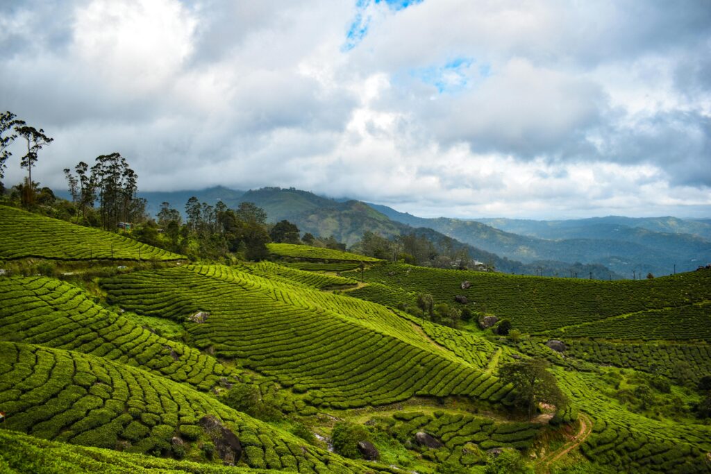 Stunning view of tea plantations under a cloudy sky in Munnar, India, showcasing the vibrant green landscape.