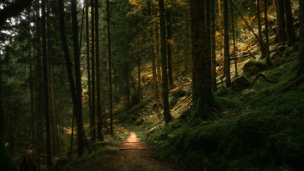 A tranquil forest path illuminated by soft daylight through towering trees.