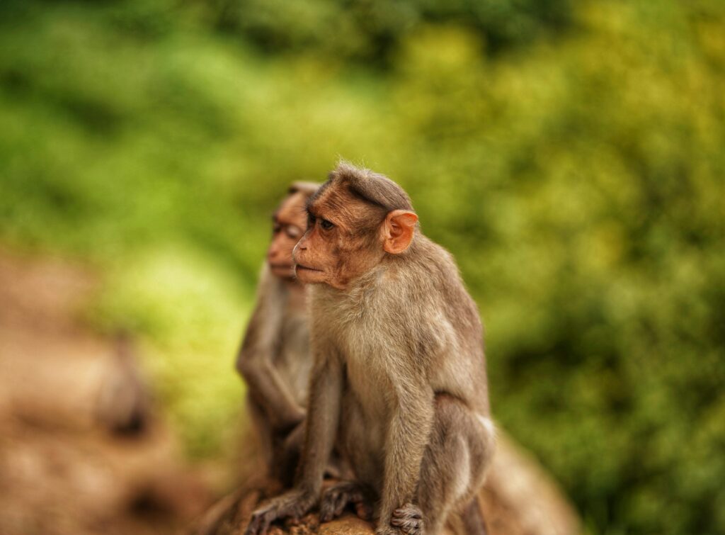 Two rhesus macaques sitting on a rock in Nelliampathi, India.