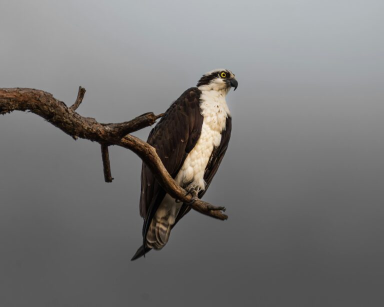 A majestic osprey sits perched on a branch with a calm background, showcasing its natural beauty.