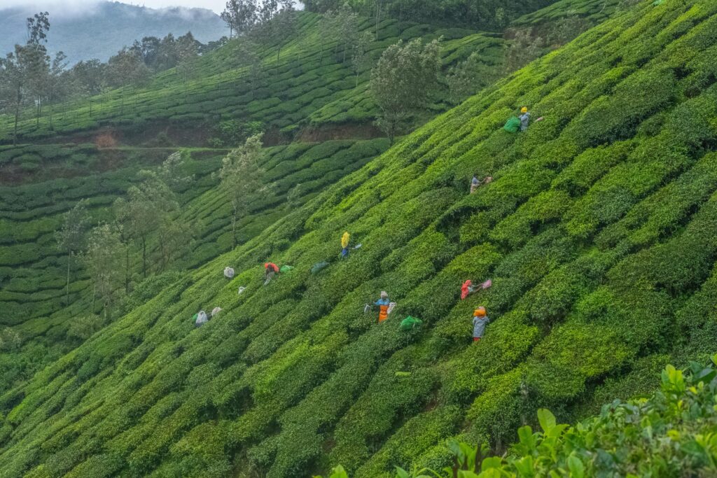 Workers picking tea leaves on steep slopes of Munnar, India. Lush green landscape with rural charm.